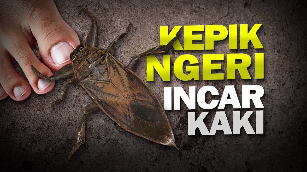 Kepik Non Estetik #AlamSemenit