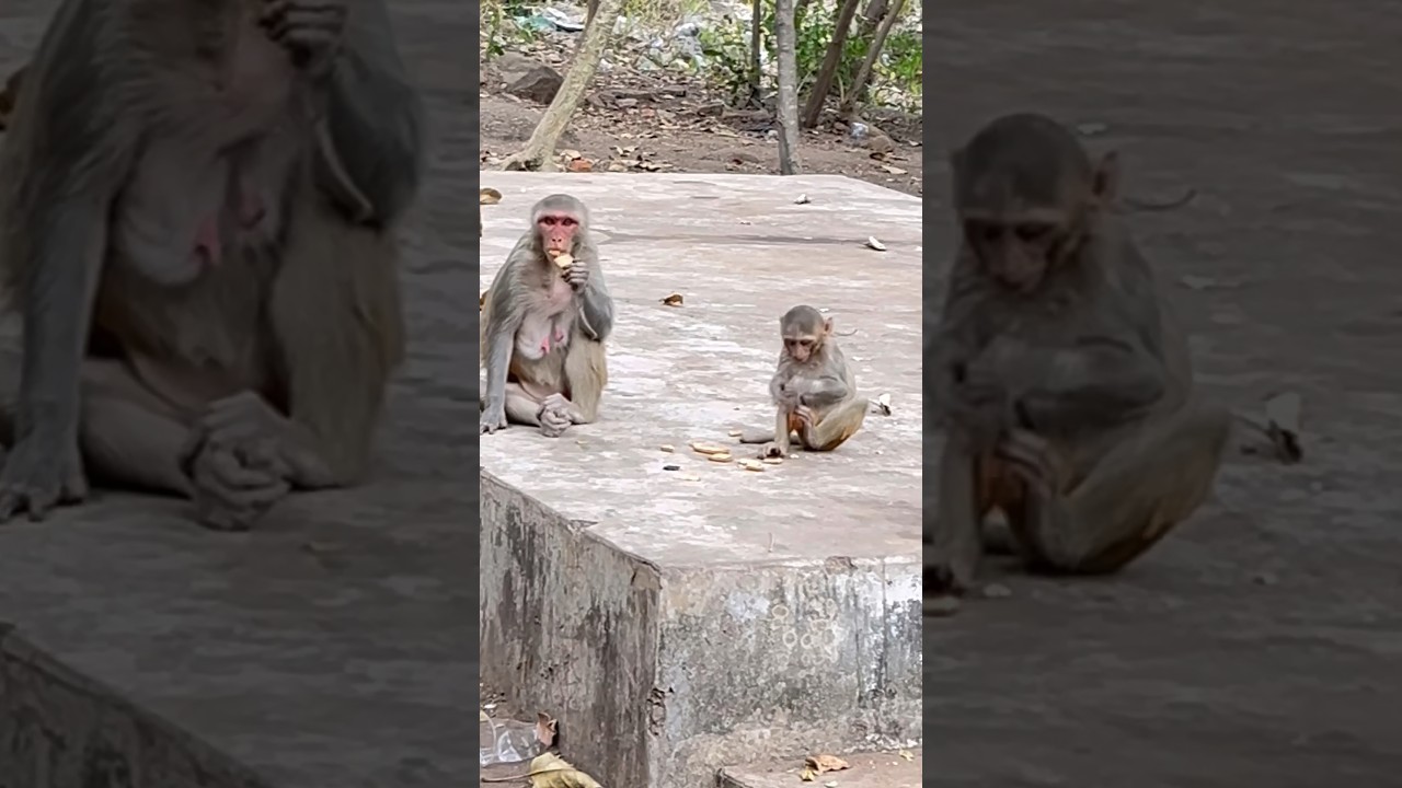 Adorable Baby Monkey’s Morning Routine 🐒