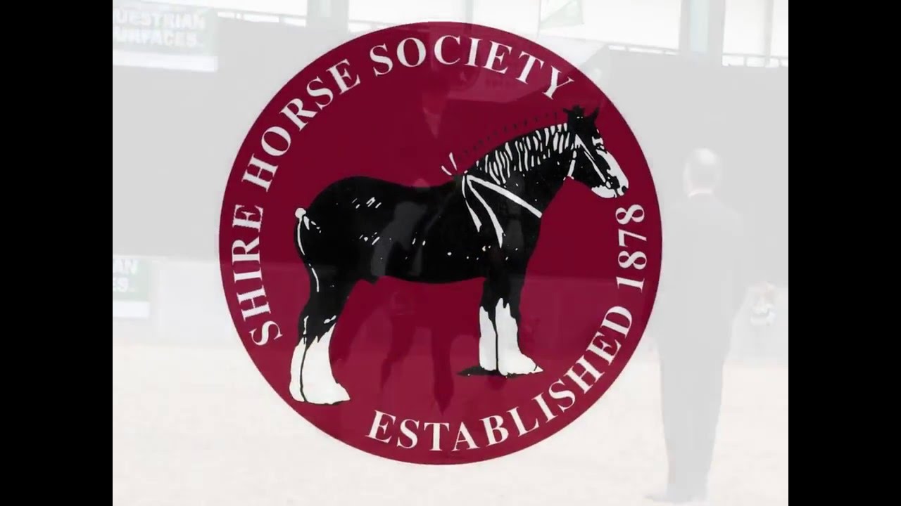 Shire horse show 2016 at Staffordshire county showground