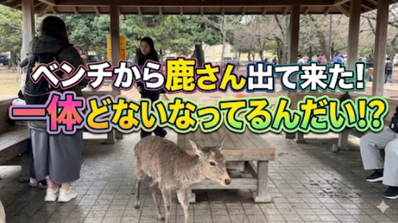 ベンチから鹿さん出てきた！一体どないなっているんだい⁉️奈良公園🫎