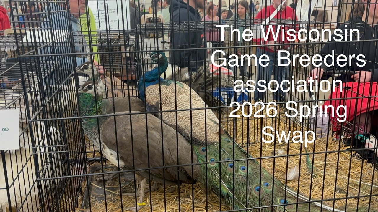 Buying From The Wisconsin Game Breeders Association Spring Swap