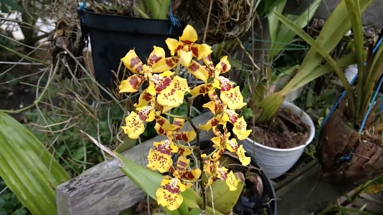 Yuks Simak!!! Media Tanam Yang Bagus Untuk Anggrek Oncidium Agar Subur Dan BerbungaII