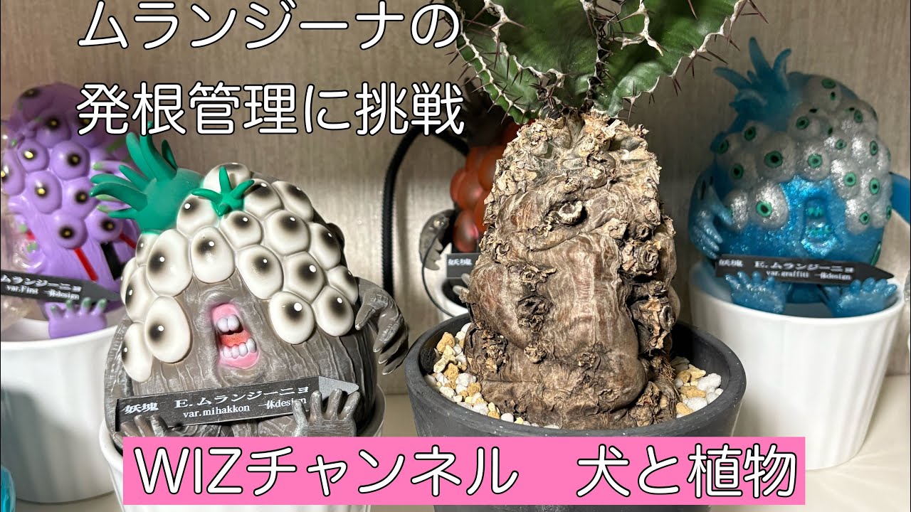 植物初心者がユーフォルビアのムランジーナ発根管理に挑戦してみた　#ユーフォルビア #塊根植物 #ムランジーナ　#発根管理 