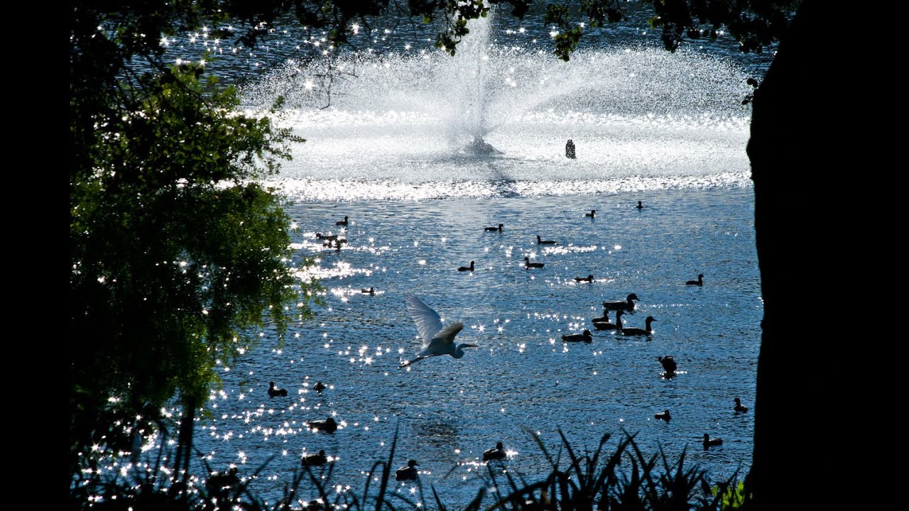Lake Merritt Wildlife Refuge, the First in the US