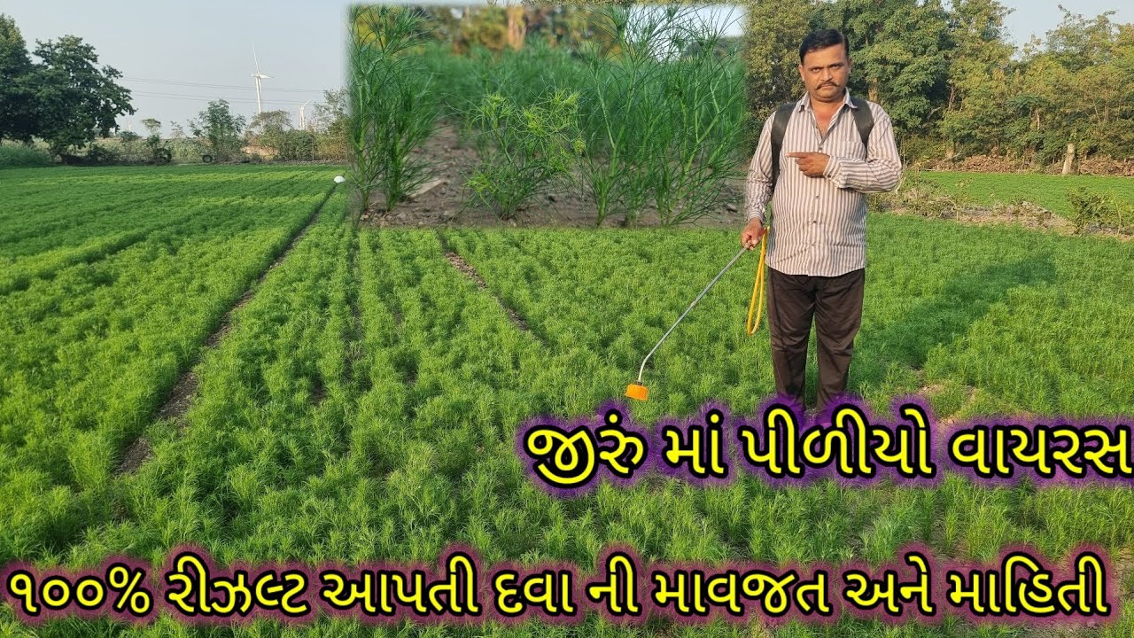 જીરું માં પીળીયા વાયરસ માં ૧૦૦% રીઝલ્ટ આપતી દવા ની માહિતી jiru ma piliya vayras na atkav ni mahiti