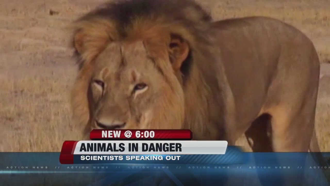Animals in danger