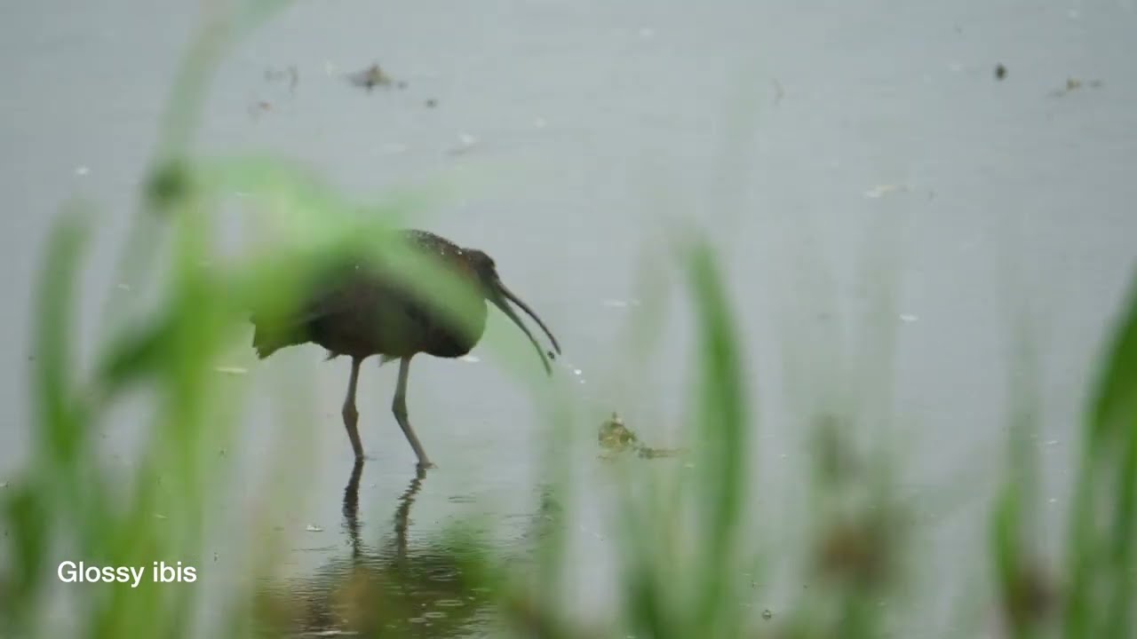 Birds of Wilderness (Part 2) | SANParks Rondevlei Bird Hide | South Africa | January 2026