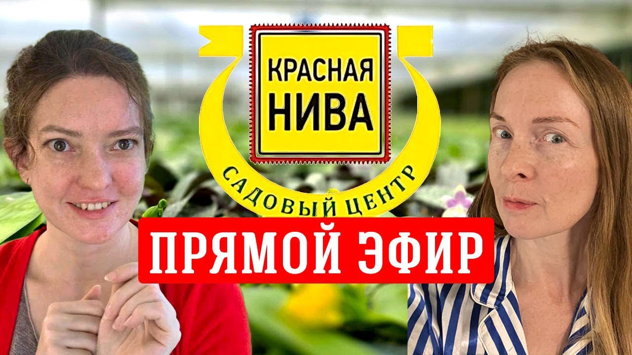 Красная нива | Обзор!