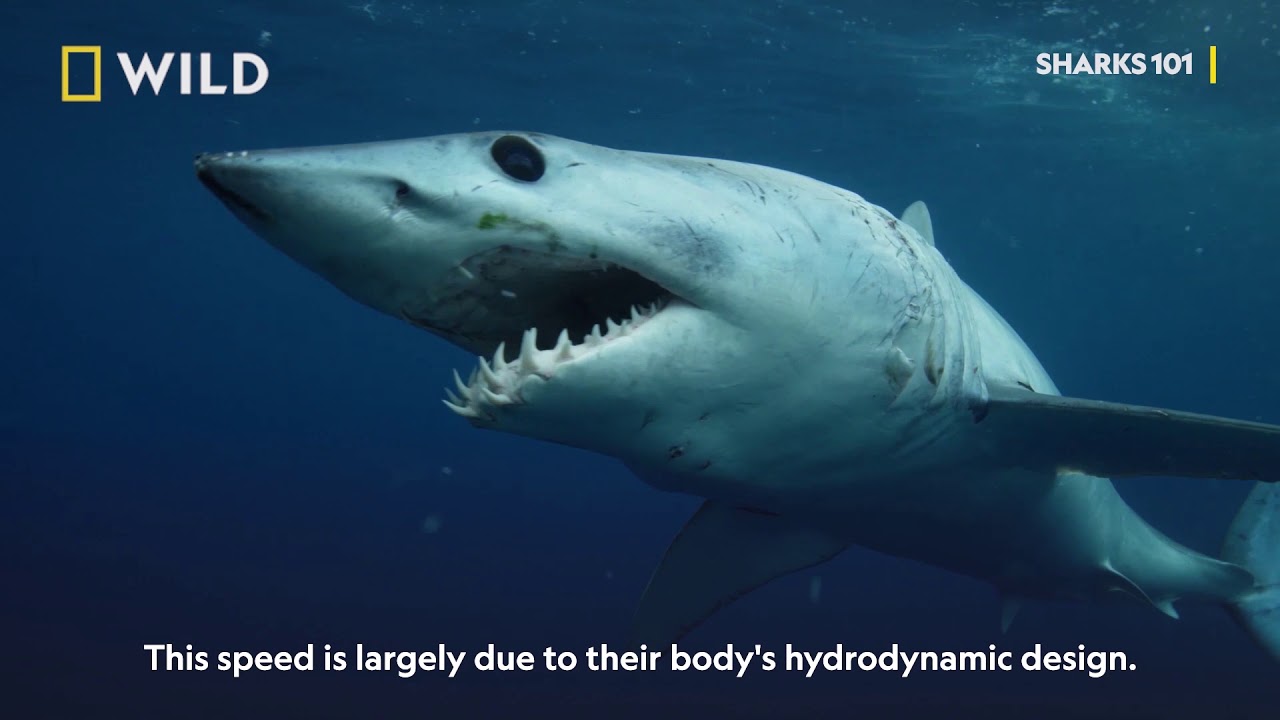 Sharks 101  - Sharkfest on National Geographic Wild