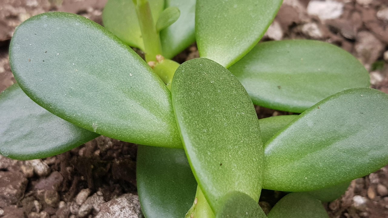 Kleinia Petraea, precioso Senecio Jade  CUIDADOS  -  Kleinia Petraea, beautiful Senecio Jade CARE
