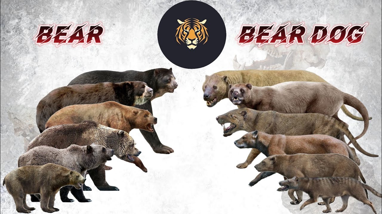 Bear vs Bear-dogs Size Comparison LİVİNG EXTİNCT 