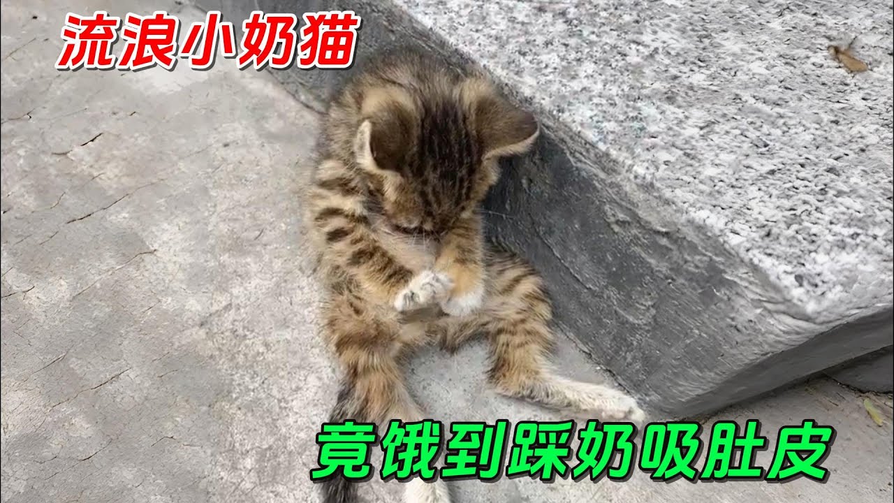 一只还未满月的流浪猫，竟饿到踩奶吸肚皮，幸好得到好心人救助！