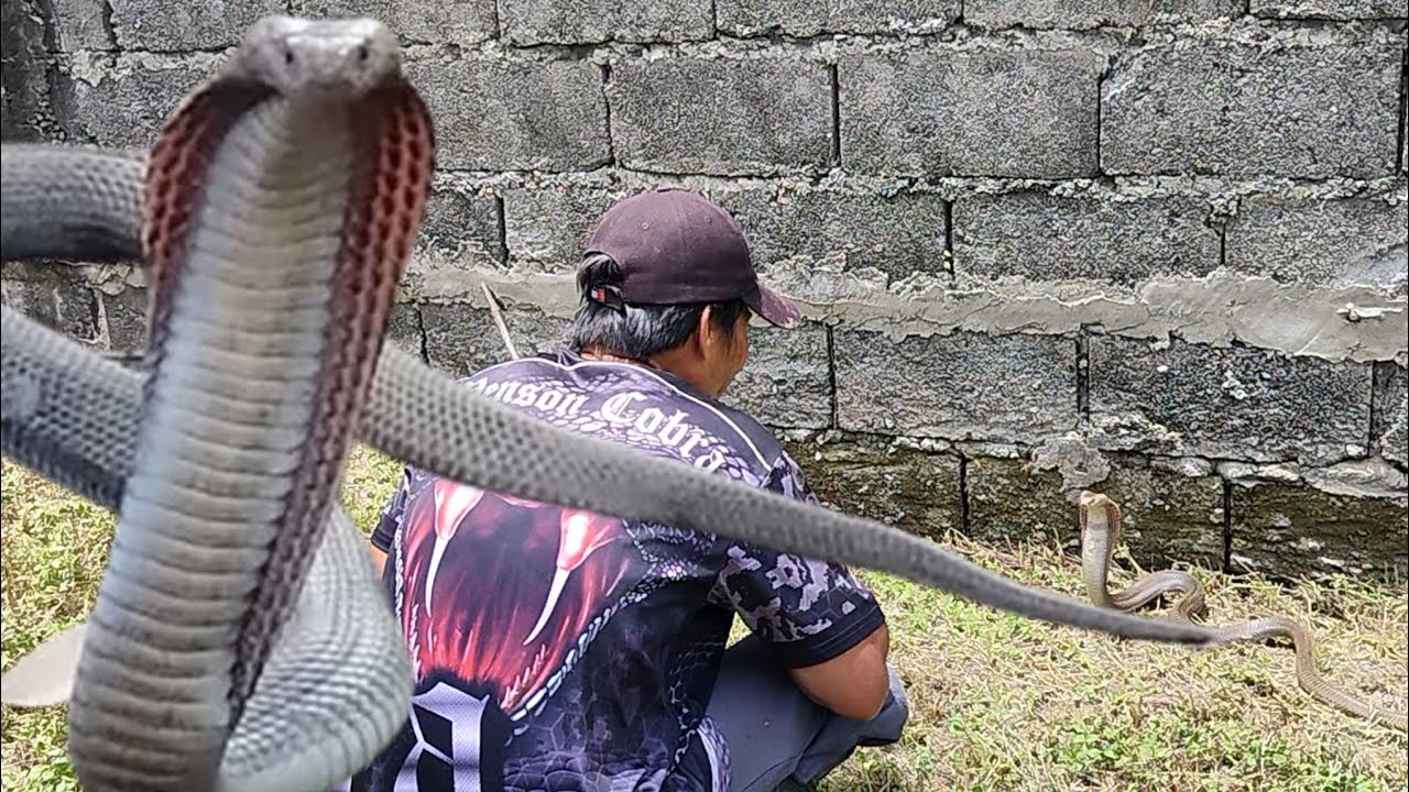 Cobrang kina katakutan ni nanay huli Kay venson cobra