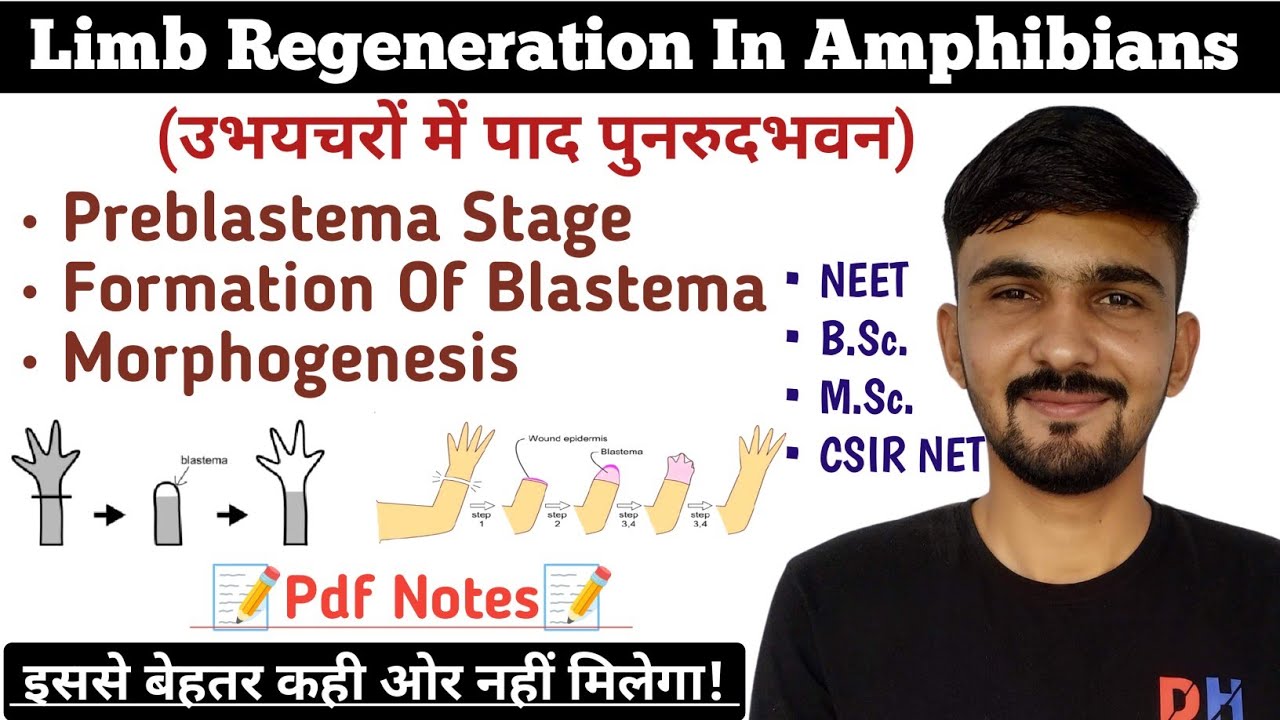 Amphibian Limb Regeneration || Limb Regeneration Process || By Dadhich Sir