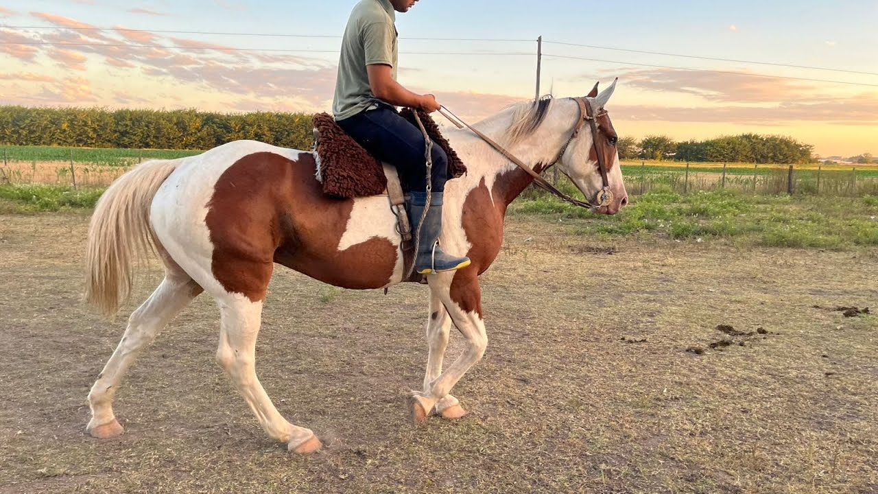 Caballo Tobiano colorado de muy buen físico - $4.200.000 - LOSEQUINOS.COM