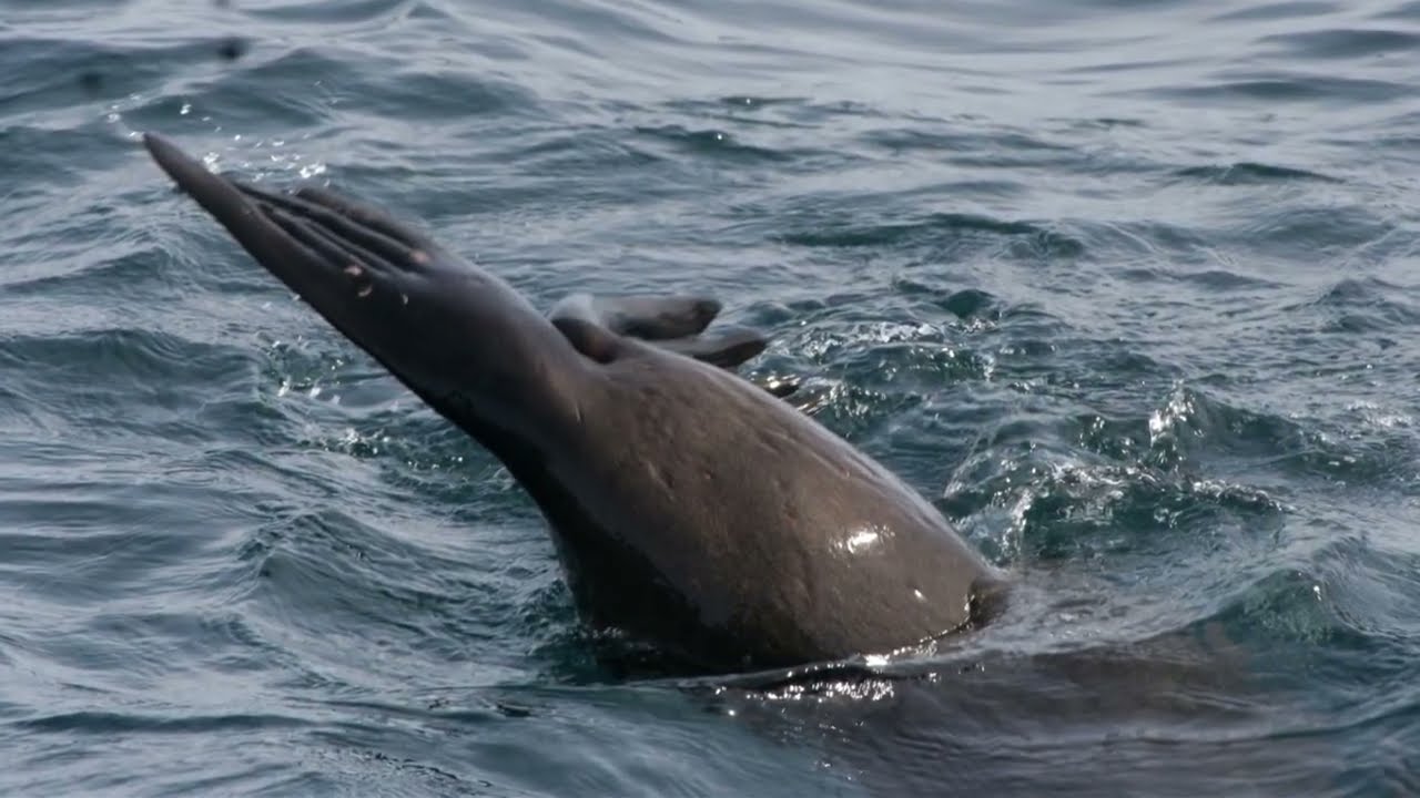 Морской круиз вдоль побережья Тасмании — незабываемое морское приключение. Сruise Tasmania