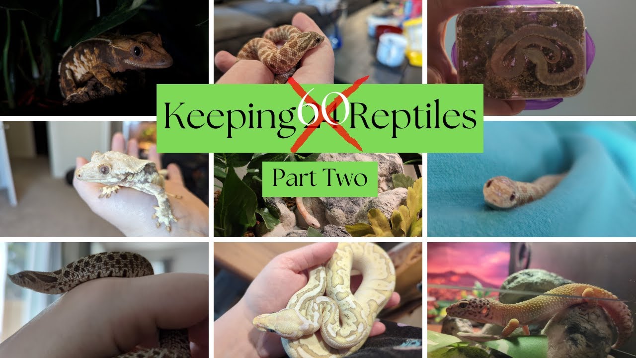 Keeping 24 Reptiles Part Two