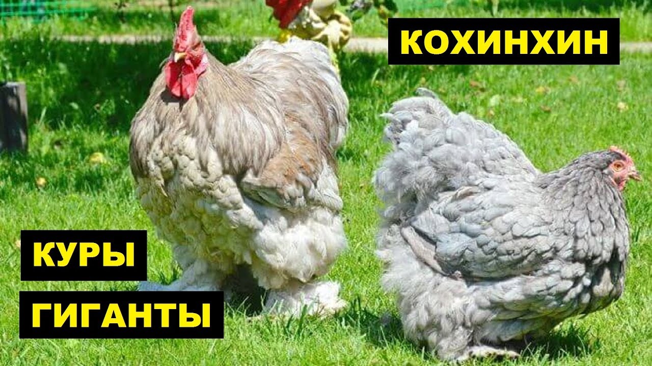 Разведение кур породы Кохинхин как бизнес идея | Куры Кохинхин