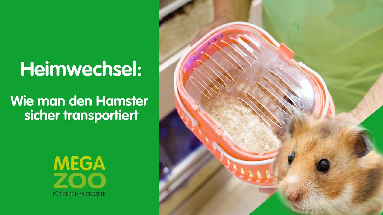 Goldhamster - Der richtige Transport