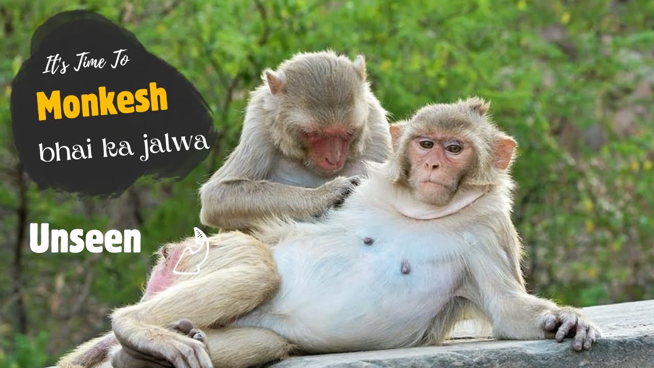 Monkeys ke Sath Unexpected Moments 🐒✨ day 50