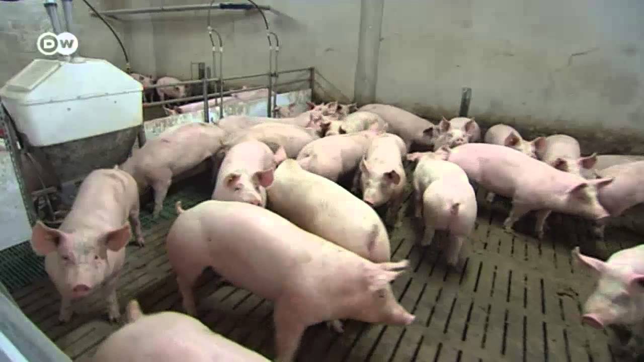 Boom: Schweinefleisch aus Deutschland | Made in Germany