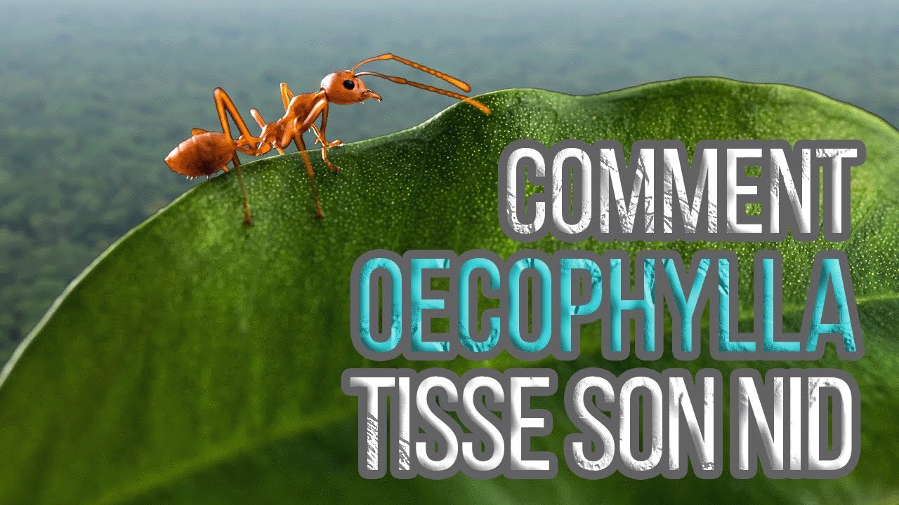 Découvrez comment les fourmis Oecophylla constuisent leur nid - documentaire