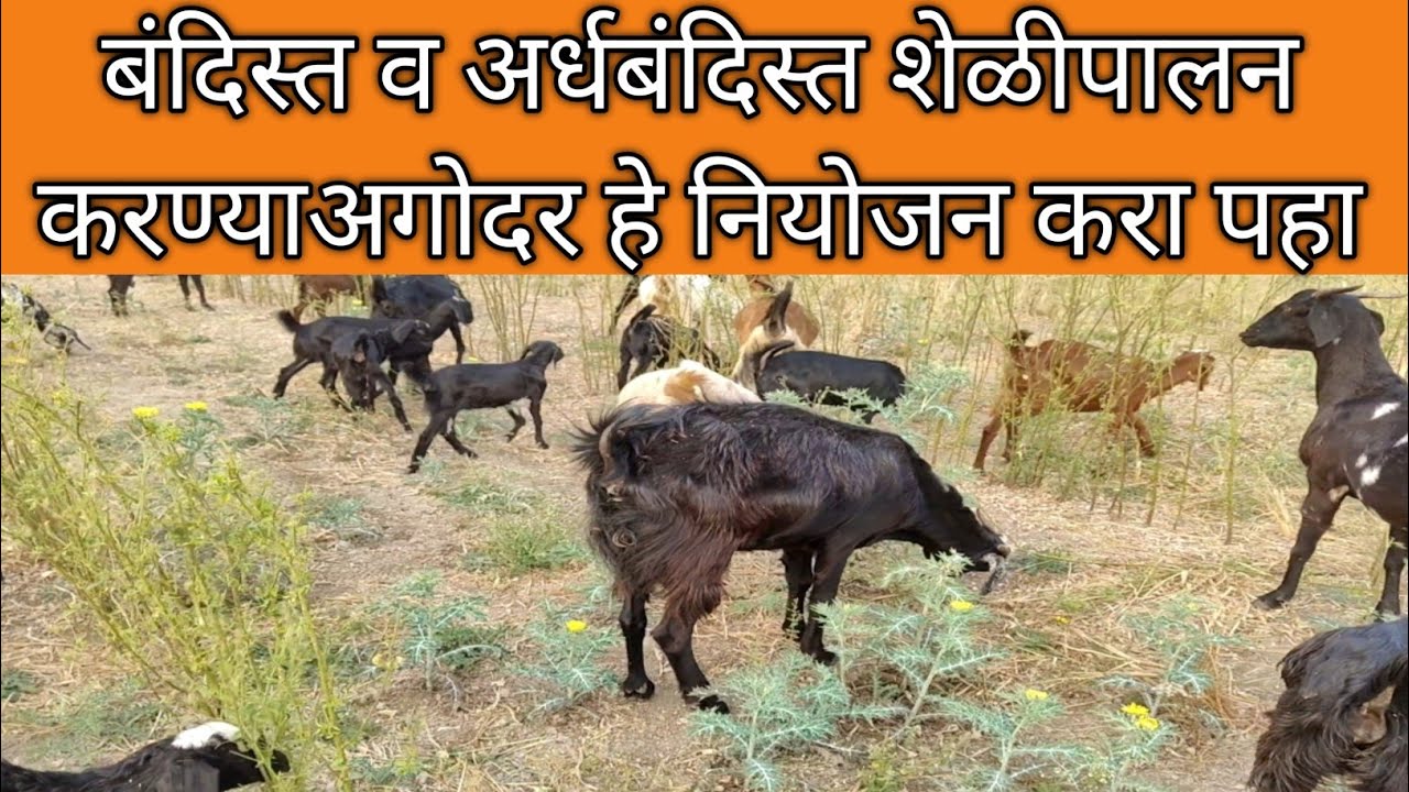 नवीन शेळीपालन सुरुवात करताना कसे करावे पहा 🐐💯