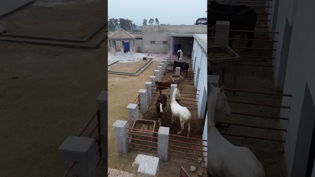 Talha Ghouri Farm House Dream Come True #shorts #ytshort