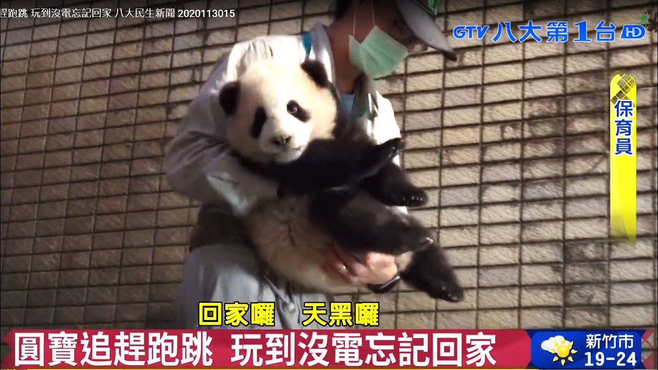圓寶追趕跑跳 玩到沒電忘記回家 八大民生新聞 2020113015