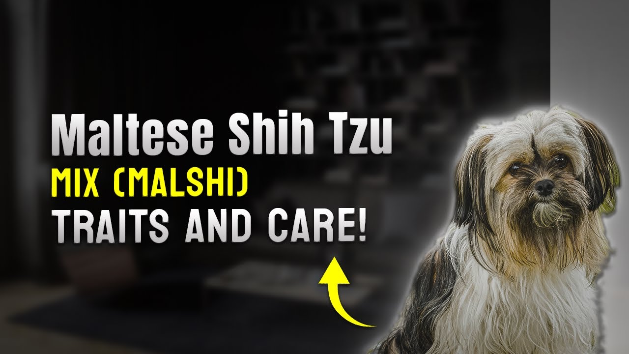 Maltese Shih Tzu Mix Malshi &ndash; Traits and Care 🌈