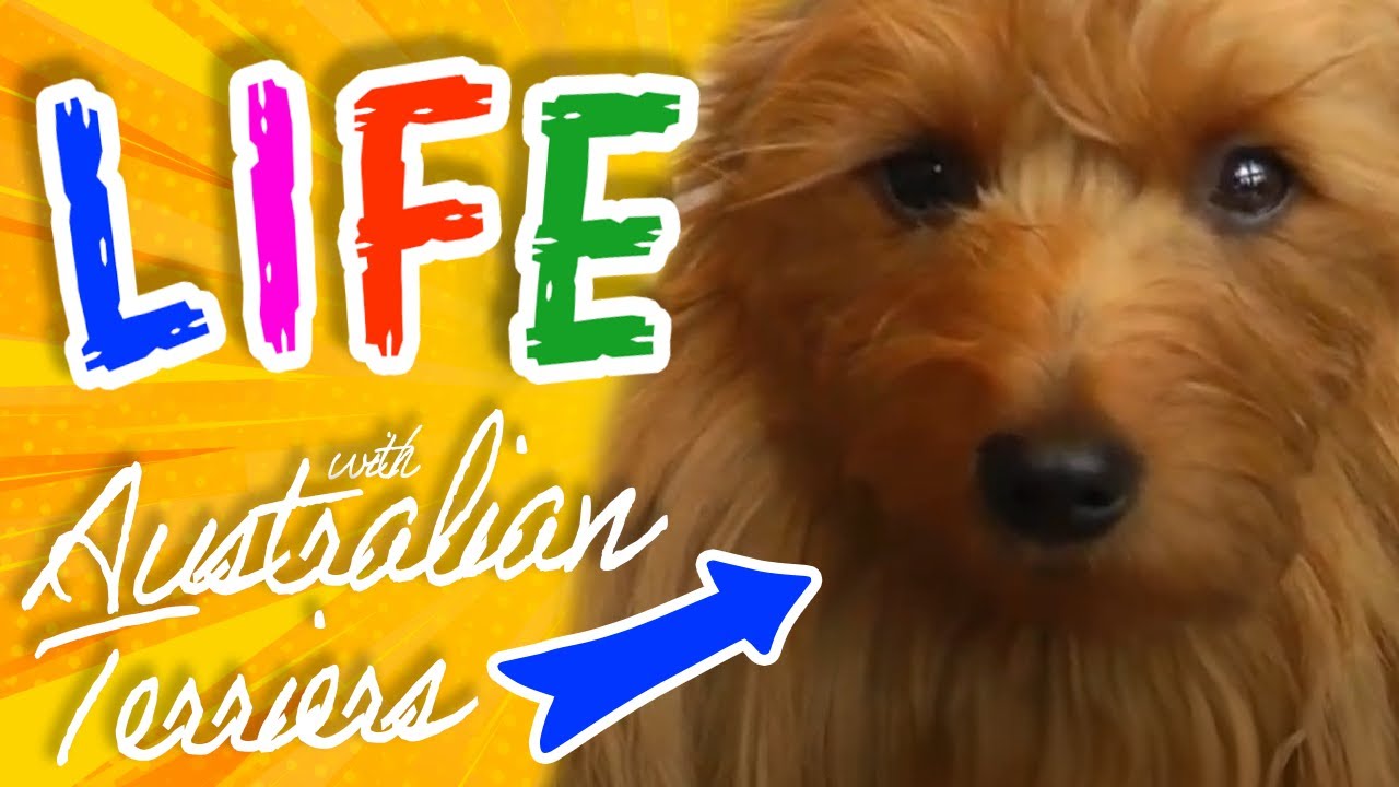 Living with Australian Terriers: the hardy pup from down under