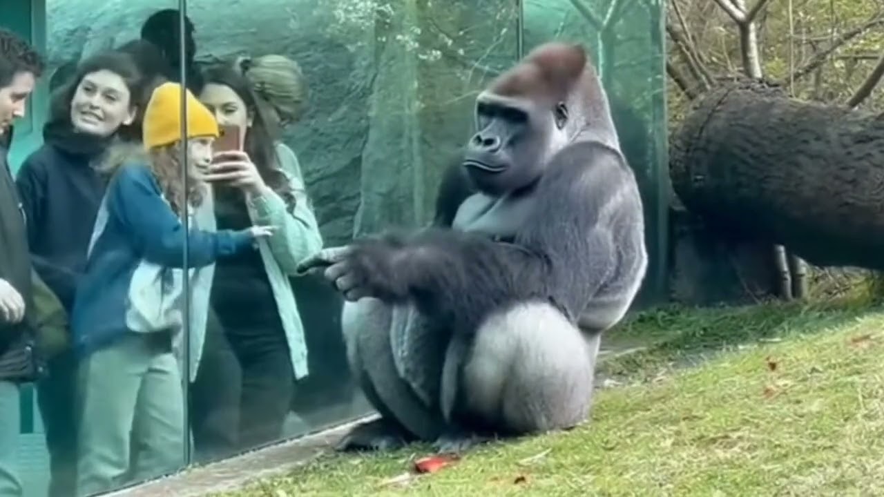 This Gorilla’s Timing Is Perfect 😂🦍 | You Can’t Stop Laughing