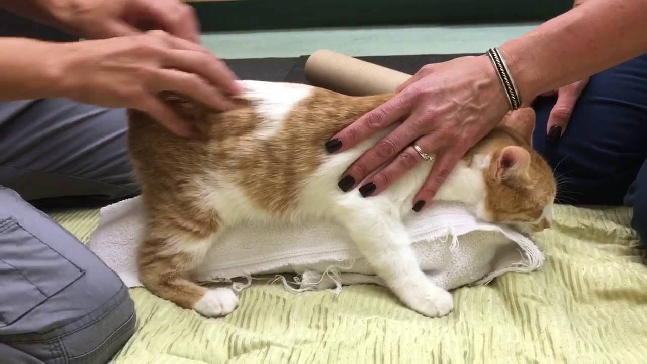Feline Cerebellar Hypoplasia Physical Rehabilitation Session