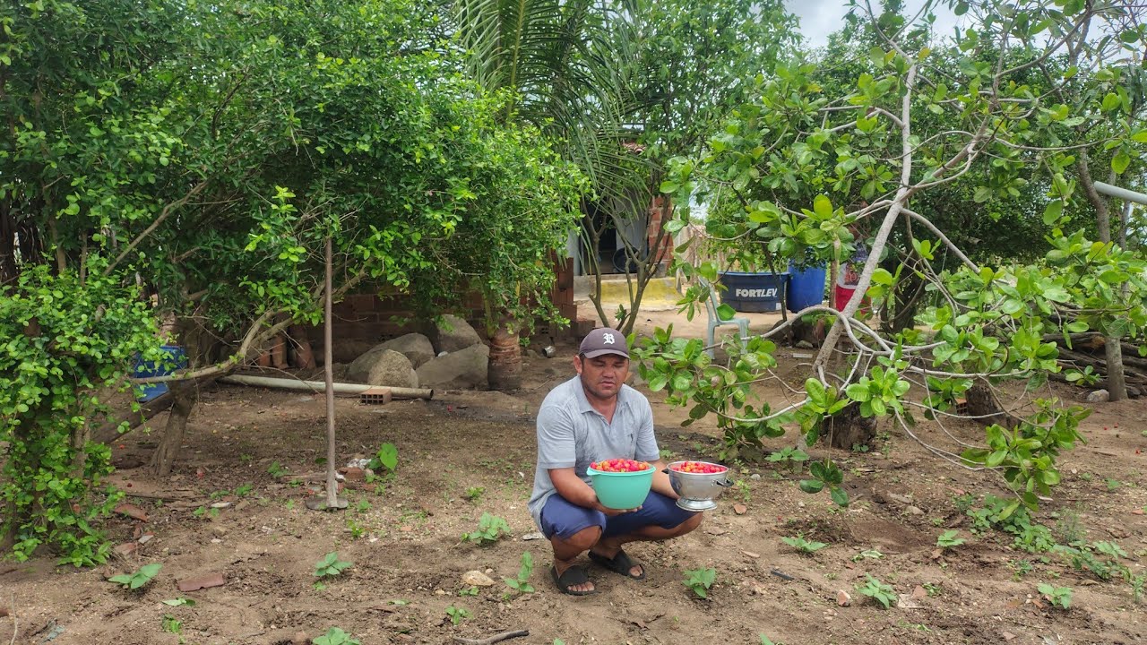 depois dos temporais de chuva ja tem frutas no sítio 