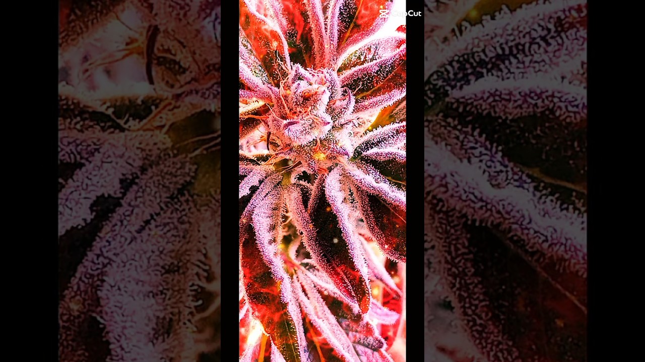 #cannabiswissen #sortenvorstellung #bl&uuml;tenbildung #growcommunity