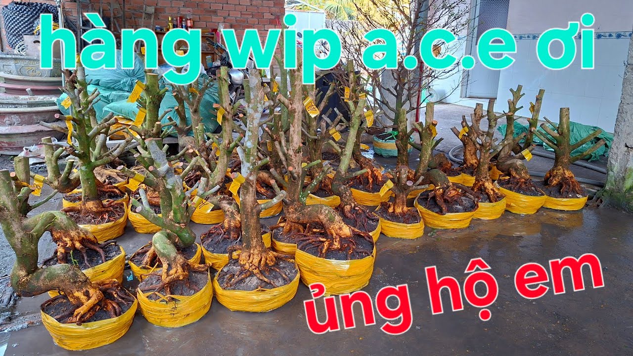 9/2 em giao lưu  phôi wip a.c.e  ủng hộ lh 084.354.4272  gập  hải