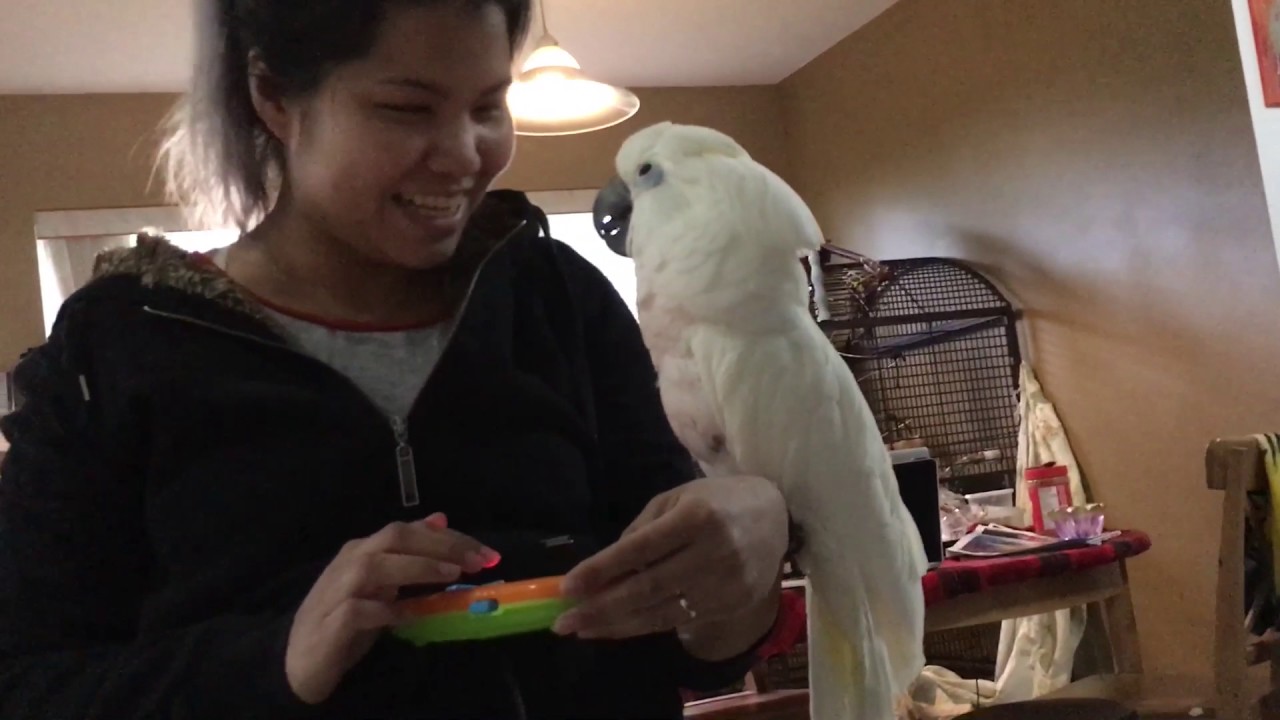 Funny cockatoo Joseph