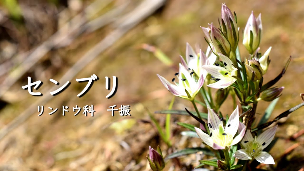 【初秋の花センブリ】　福島県安達太良山麓センブリ群生地