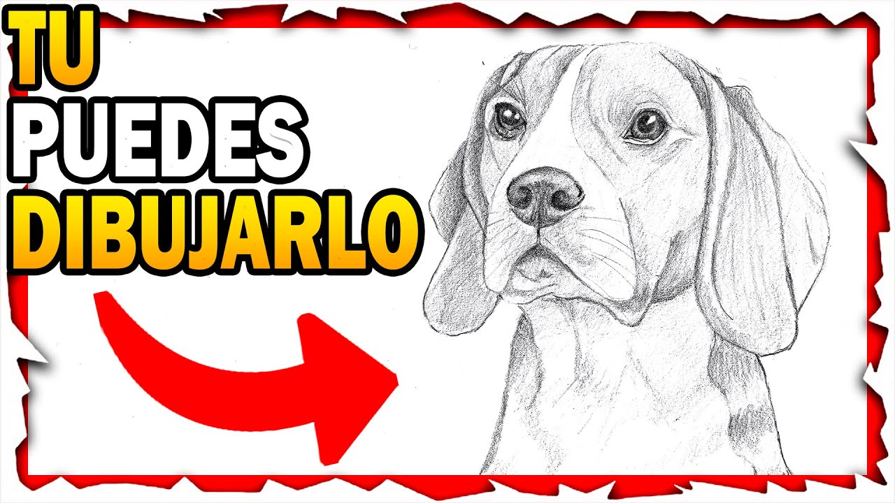 🥇 Como 🅳🅸🅱🆄🅹🅰🆁 un perro BEAGLE REALISTA a lápiz paso a paso 【 MUY FÁCIL 】✅ dibujo de perro beagle