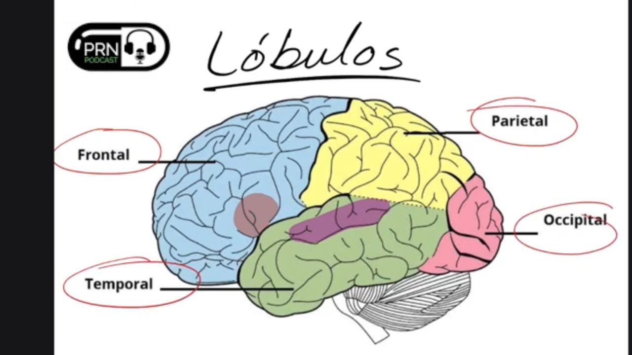 &iquest;C&oacute;mo Se Forma El Cerebro? Neurulaci&oacute;n, neurog&eacute;nesis, migraci&oacute;n neuronal