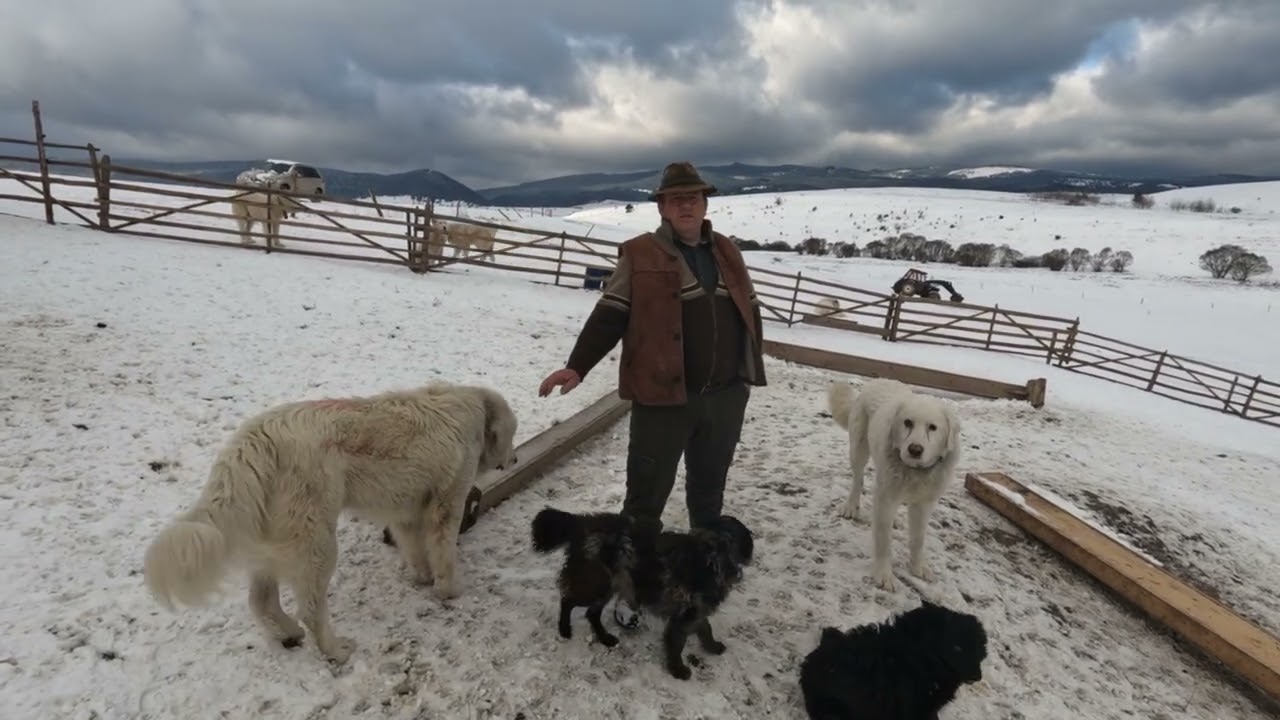 Câini Bălani de Transilvania_Oi Breze  Frumoase_Munca In Familia _Daca Ai Oameni Faci Treaba 