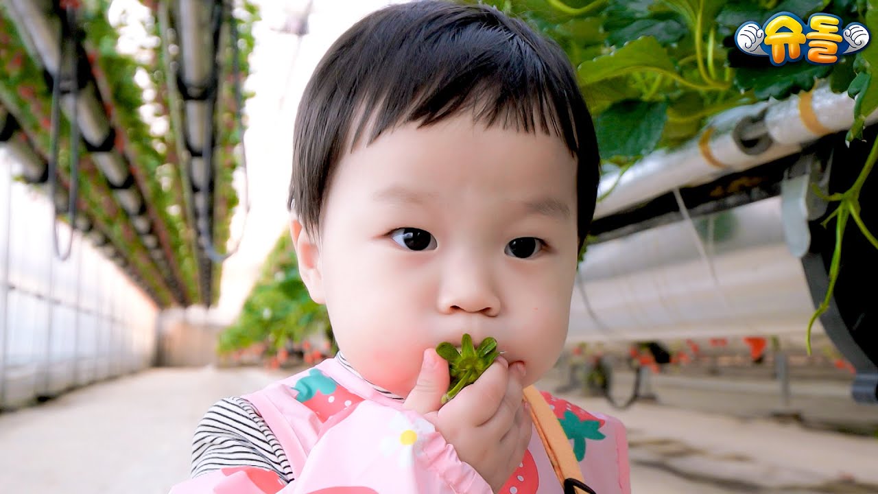 딸기밭 그 사나이