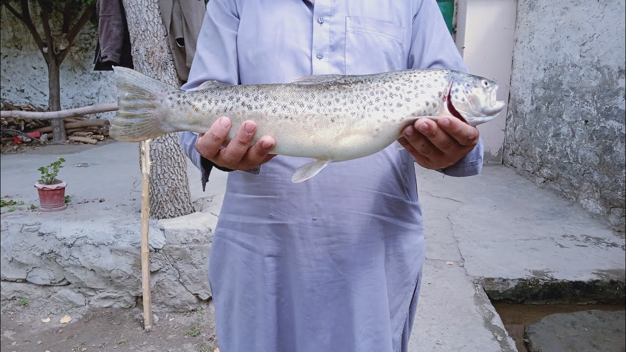 Discover a Hidden Paradise for Trout Fishing in Gilgit Pakistan | Northern Trout