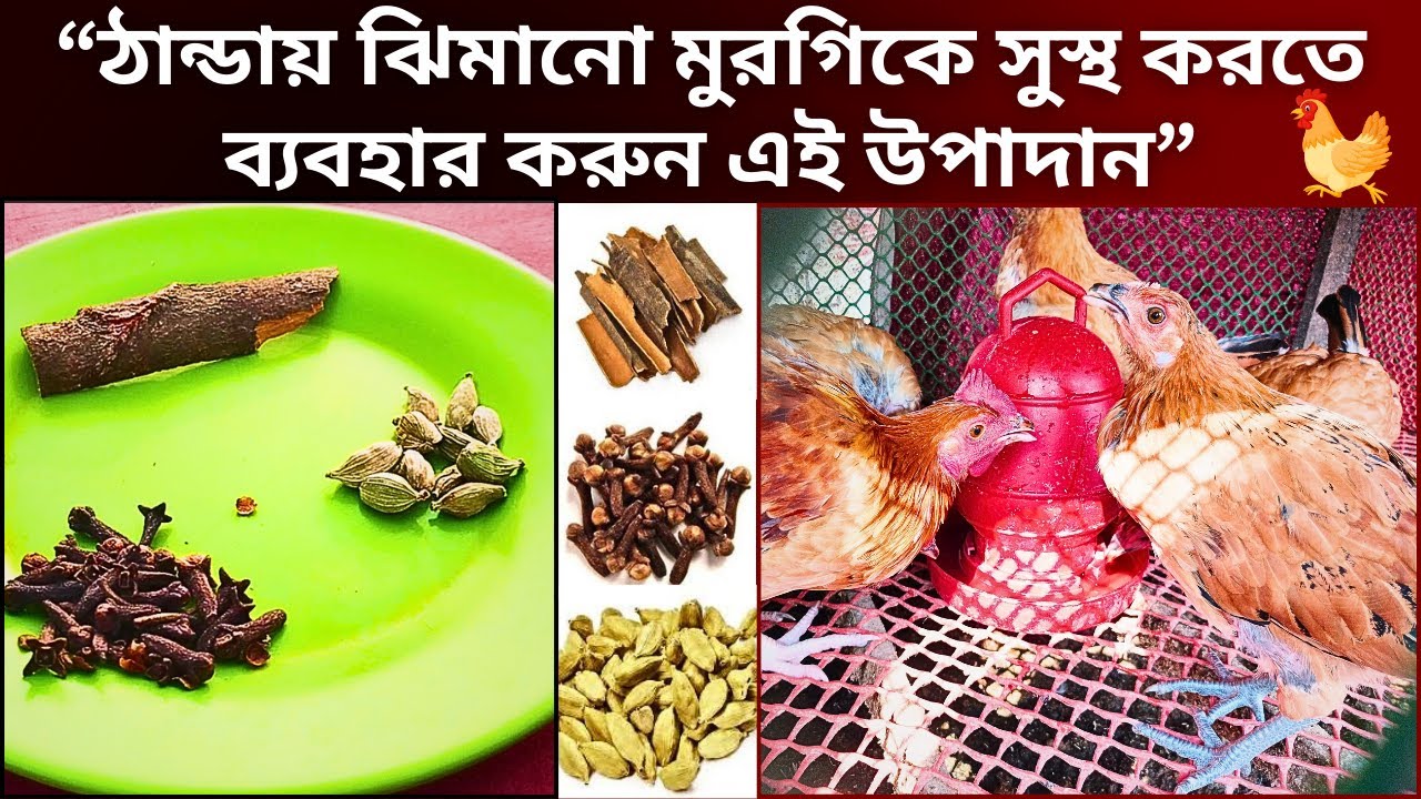 ঠান্ডায় ঝিমানো মুরগিকে সুস্থ করতে ব্যবহার করুন এই উপাদান