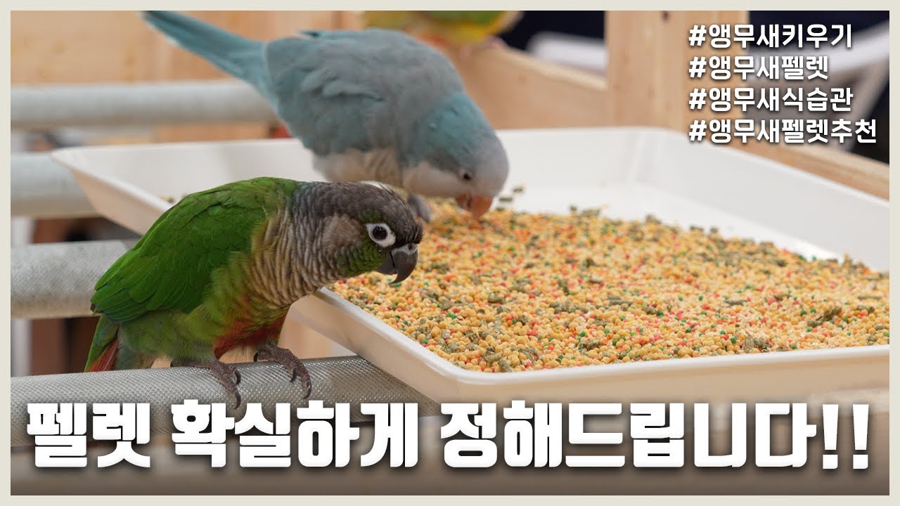 펠렛 확실하게 정해드립니다!!