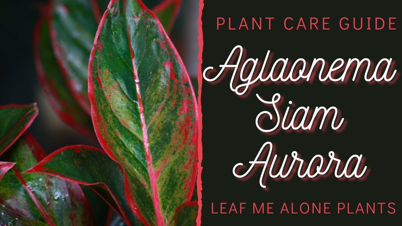 Aglaonema Siam Aurora Red Plant Care Guide For Beginners