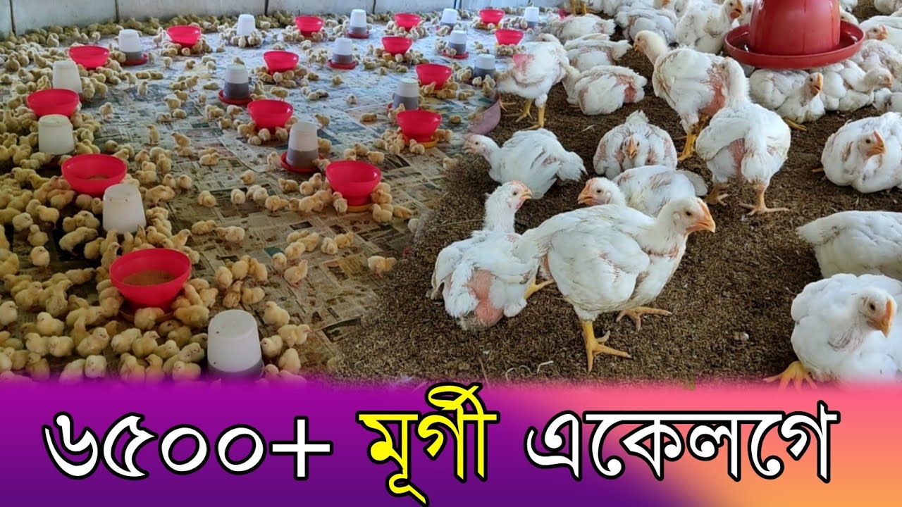 6500+ boiler chicken farming , Boiler farm Assam/ Cnb organic/Assames murgi farming,koilar farming