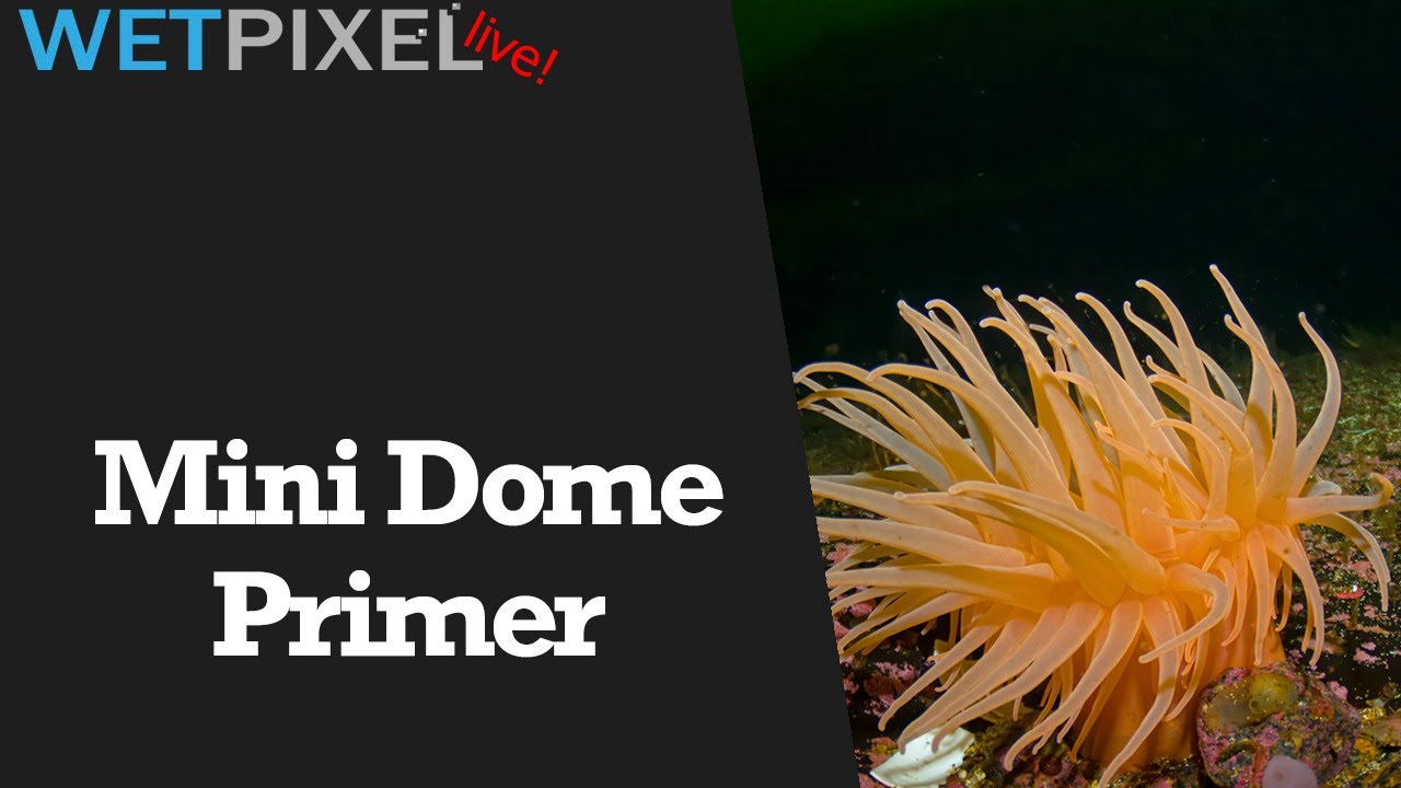 Mini Dome Discussions for Underwater Photographers