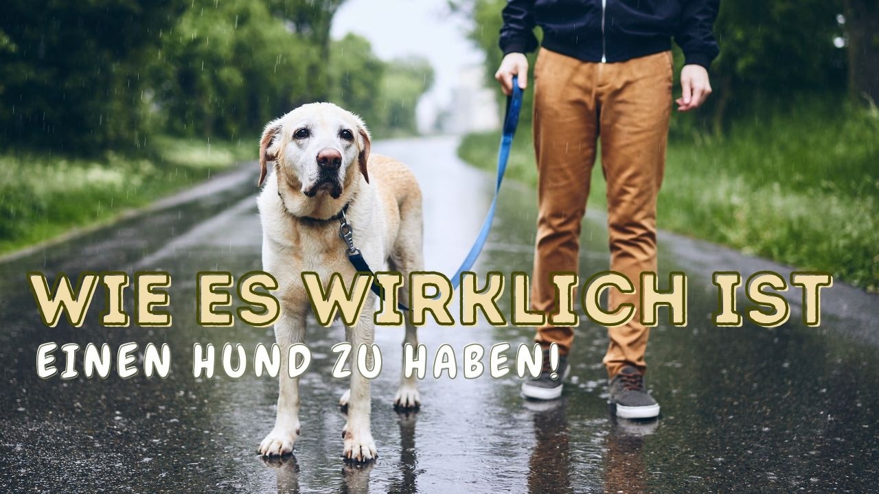 Ein Leben mit Hund. Wie ist es es wirklich mit einem Hund zusammenzuleben?