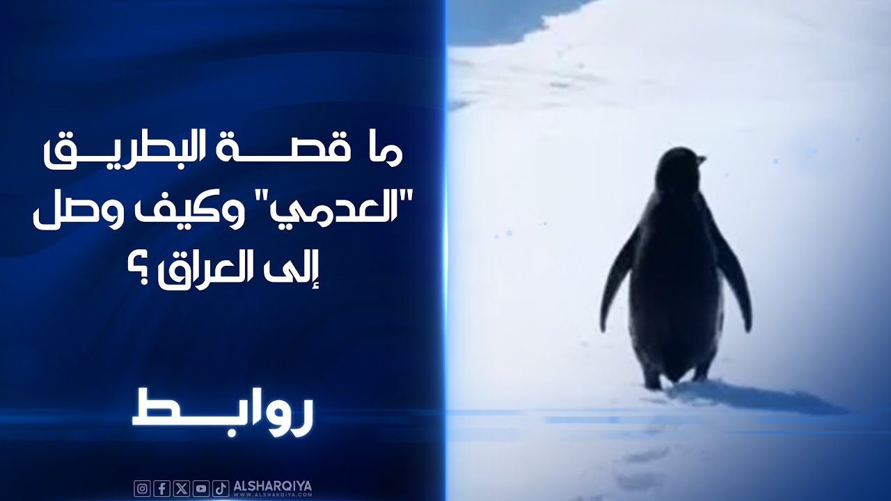 ما  قصة البطريق 